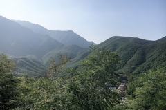 竹的海
