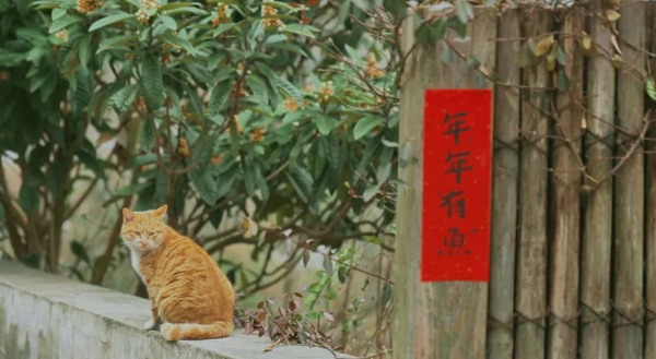 岁末将至,那就“相见”吧 相见村猫咪
