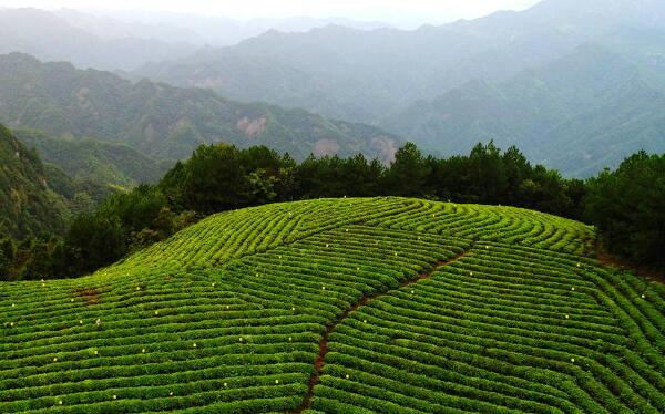 仙居碧绿 仙居的茶园
