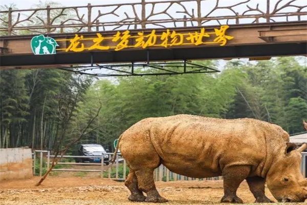 亲近自然,探秘野生世界——太湖龙之梦动物世界全景体验 犀牛