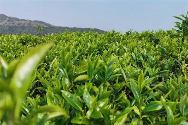日照绿茶 日照茶园