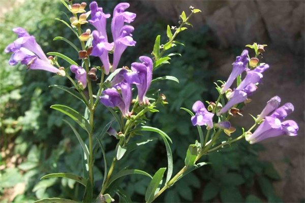 莒县黄芩 野生莒县黄芩