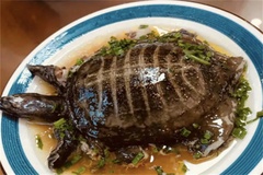 老鳖
