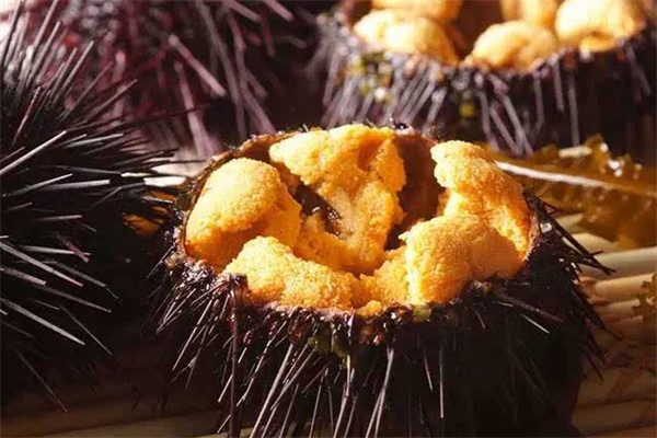 长岛海胆 加工中的海胆