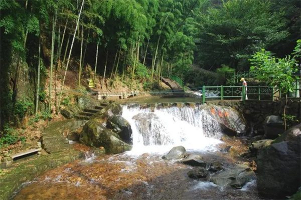 夏日在白水涧的茶道寻源之旅 竹林和小溪
