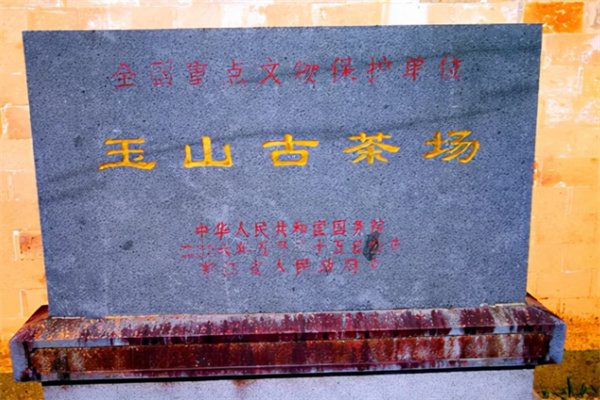 探寻历史与自然的交融:绿色中国行走进金华磐安之旅 玉山古茶场