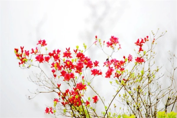 迷雾中的时光印记——浙江指南村的千年古韵与自然风光 杜鹃花