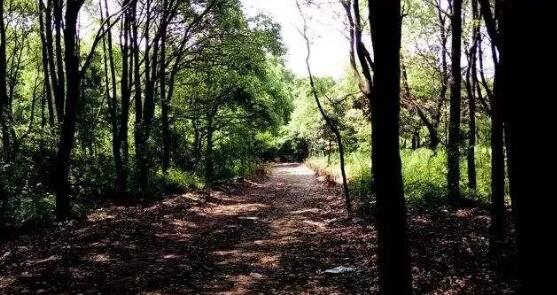 赏宜兴四条岭,感受贡茶古道文化 贡茶古道