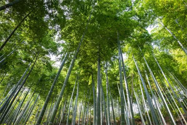竹海探秘:在安吉感受毛竹的魅力与壮丽 竹林
