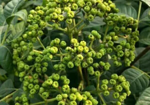 建德吴茱萸 吴茱萸生长期