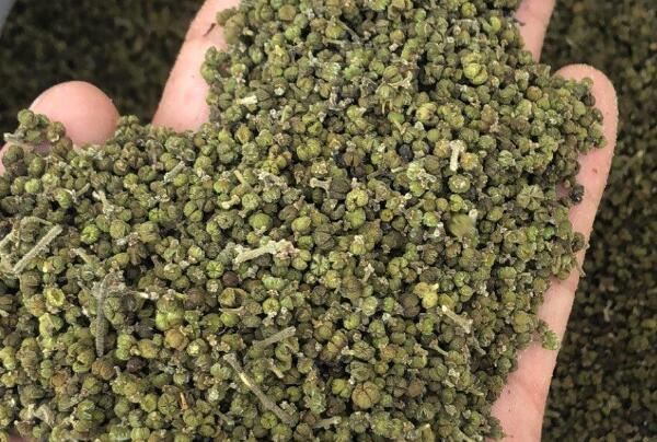 建德吴茱萸 建德吴茱萸
