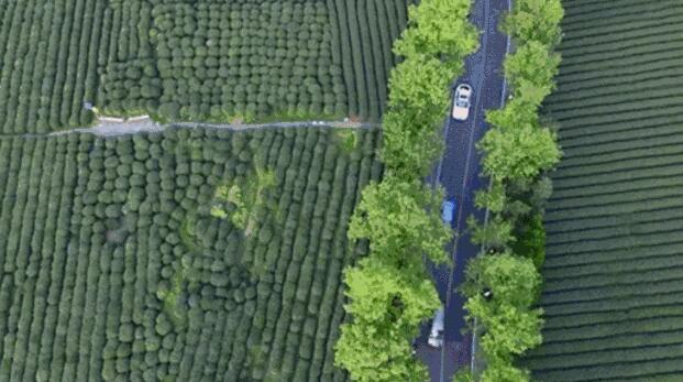赏宜兴四条岭,感受贡茶古道文化 宜兴的茶园