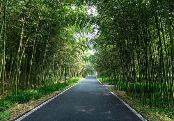 春日竹韵:安吉竹博园之旅 竹博园道路