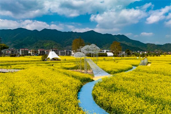 探秘桐庐梅蓉古村,自然美景与文化遗韵的完美融合 油菜花海