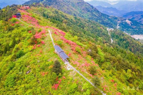 浙中高山杜鹃花盛放——高姥山赏花指南 山脊