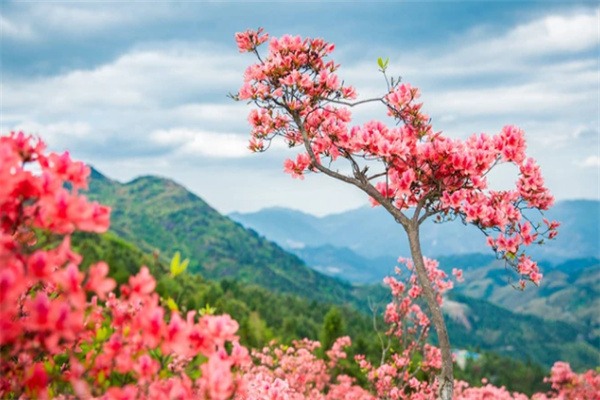 浙中高山杜鹃花盛放——高姥山赏花指南 杜鹃花