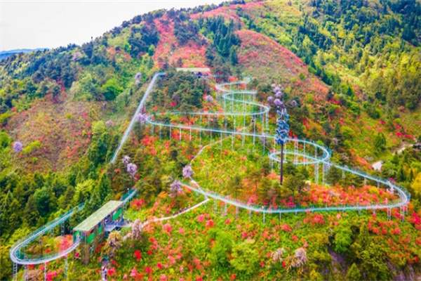 浙中高山杜鹃花盛放——高姥山赏花指南 滑道