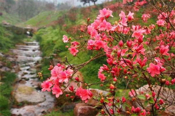 春日桃花盛开,望城山沟之美 城山沟杜鹃花