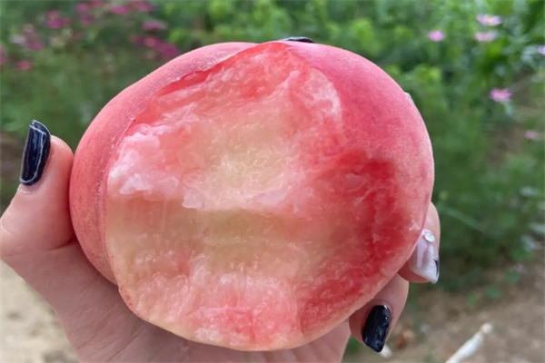 阳山水蜜桃 肉甜汁多