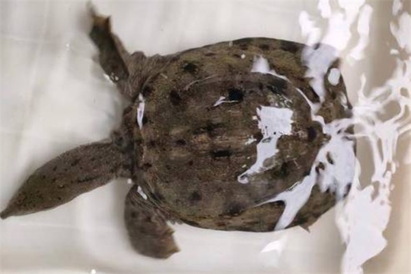 清溪花鳖 清溪花鳖