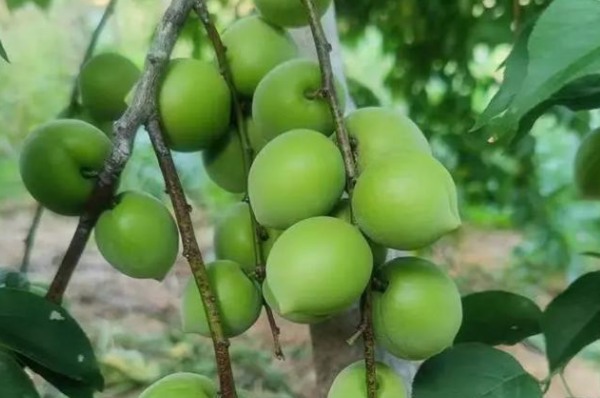 陆河青梅 枝头的青梅