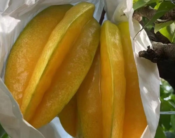树上的杨桃