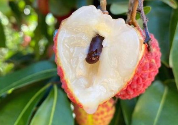 凤山红灯笼荔枝 果肉厚实的荔枝