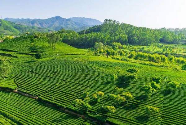 柏塘山茶的茶园