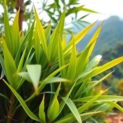 天柱剑毫
