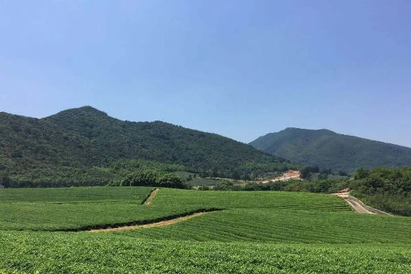 龙池山的茶园