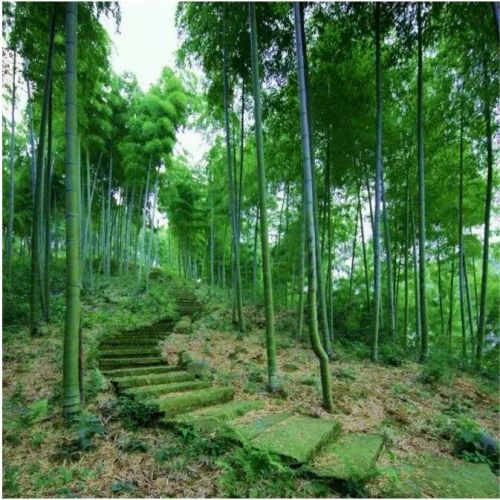 安吉一日游,打造你的完 安吉一日游,打造你的完