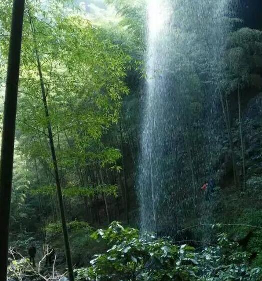 不一样的“茶马古道”, 竹林从中