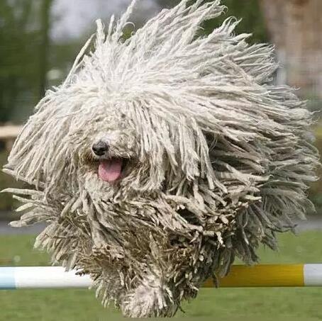 解密令人赞叹的动物们! 可蒙犬