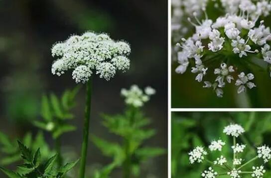 警惕,这几种野菜不能碰 毒芹