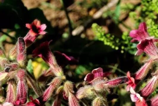 警惕,这几种野菜不能碰 野生地