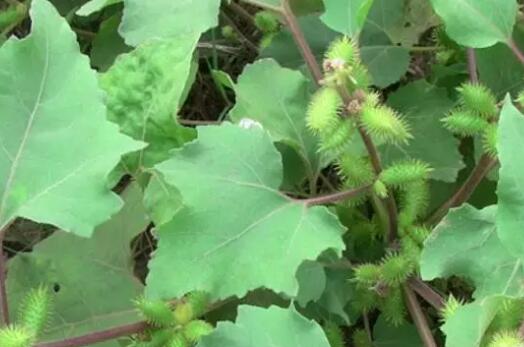 警惕,这几种野菜不能碰 苍耳子