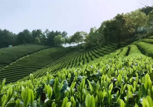 安吉好景出好茶,好茶就 菜叶