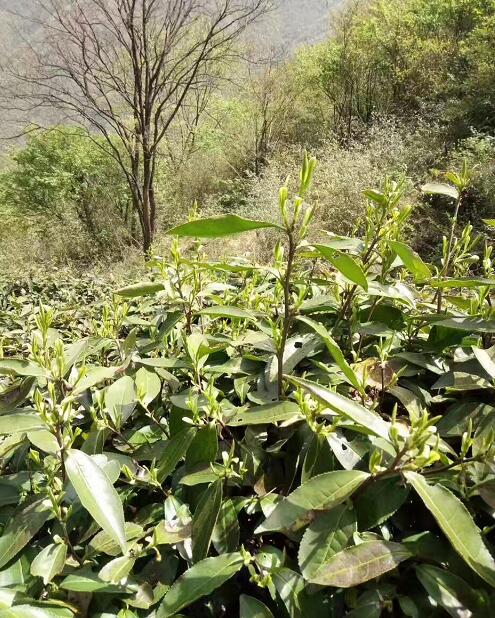 安吉高山云雾茶,带你享 茶叶地