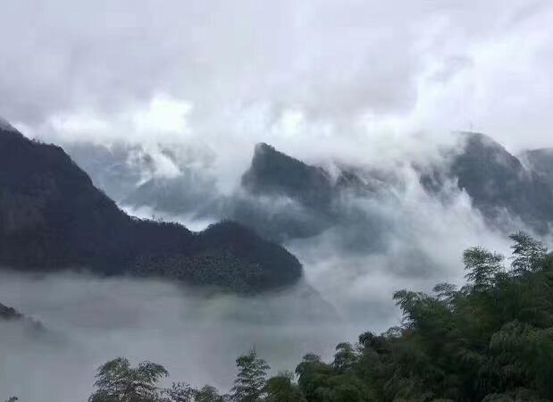 安吉高山云雾茶,带你享 乌云