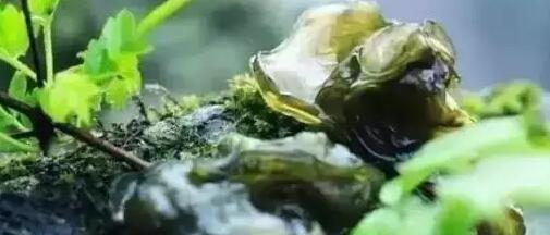 品尝安吉乡下最地道的美 地菜皮