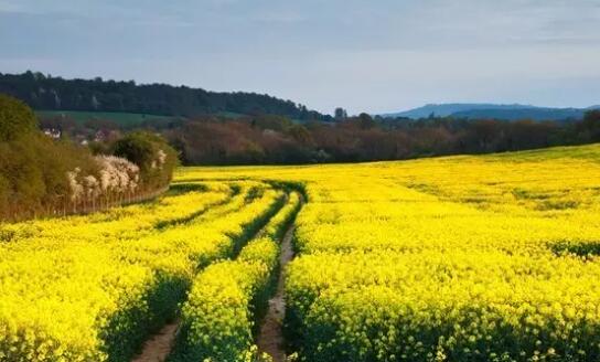 安吉有一片别样的后花园 山川乡马家弄村