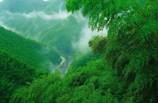 安吉那些小众旅游景点推 中国大竹海