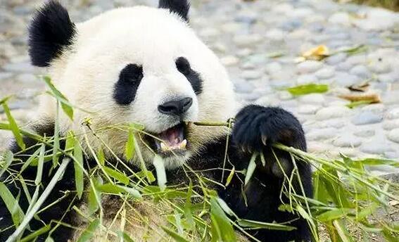 安吉美景推荐之竹博园 安吉美景推荐之竹博园