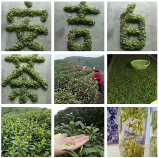 新茶正在火力采摘,欢迎 新茶正在火力采摘,欢迎
