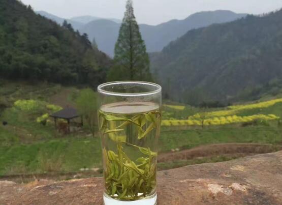 高山云雾茶 品茶