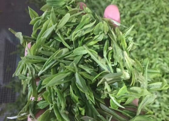 高山云雾茶 茶叶树