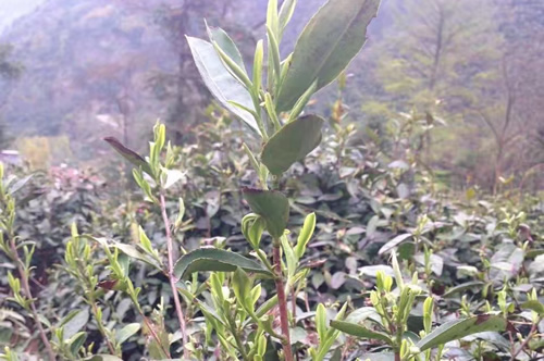 高山云雾茶 草丛中