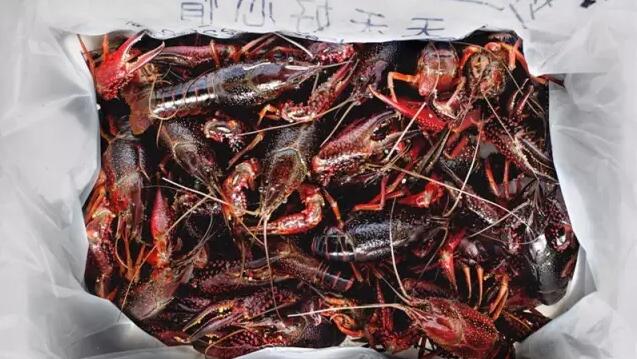 美味小龙虾的清晰和制作 许多的龙虾