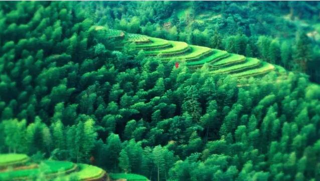 “安且吉兮”——人杰地 一片绿景