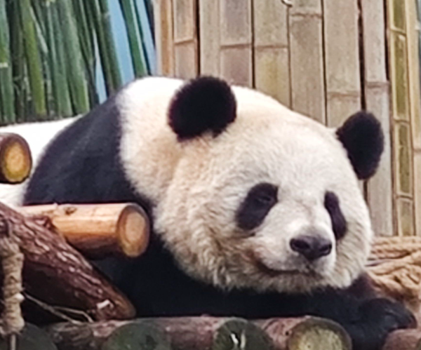 暖冬游安吉|竹博园必玩 暖冬游安吉|竹博园必玩